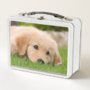 Zoek naar golden retriever voedselopbergers Grappig