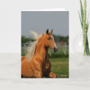 Zoek naar palomino paard kaarten Bob langers