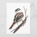 Zoek naar originele briefkaarten Vogel
