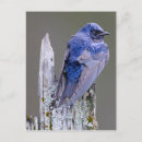 Zoek naar purper briefkaarten Natuur