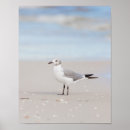 Zoek naar zeemeeuw posters Vogels