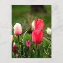 Zoek naar tulpen briefkaarten Kleurrijk