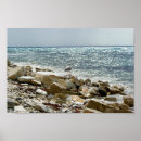 Zoek naar zeemeeuw posters Voor iedereen