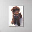 Zoek naar labradoodle kunst Hond