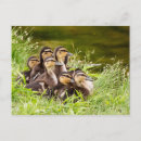 Zoek naar duizelig briefkaarten Vlot