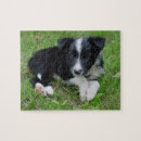 Zoek naar collie puzzels Hond