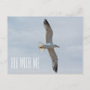 Zoek naar zeemeeuw briefkaarten Wild