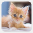 Zoek naar blauwe ogen stickers Binnen