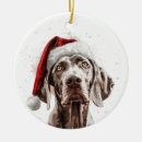 Zoek naar weimaraner ornamenten Schattig