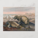 Zoek naar walrus briefkaarten Natuur