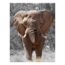 Zoek naar namibië posters Olifant
