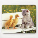 Zoek naar pussy Feline