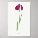 Zoek naar iris bloem posters Vintage
