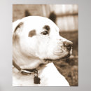 Zoek naar pitbulls kunst Honden