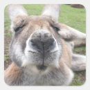 Zoek naar grappige dieren stickers Grappig dier