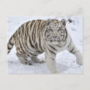 Zoek naar witte tijger briefkaarten Tijgers
