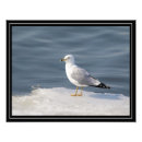 Zoek naar ornithologie posters Wilde dieren