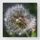 Zoek naar dandelion klokken Modern