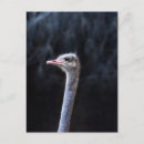 Zoek naar grappige struisvogel briefkaarten Vogels