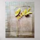 Zoek naar herbarium posters Bladeren