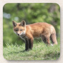 Zoek naar rode vos onderzetters Dier