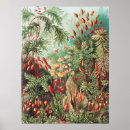 Zoek naar kunstformen posters Kunstformen der natur