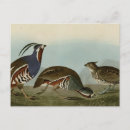 Zoek naar partridge briefkaarten Vogel