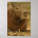 Zoek naar pantanal posters Pantanaal