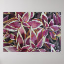 Zoek naar coleus posters Tuin