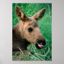 Zoek naar kalf posters Dieren