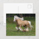 Zoek naar palomino briefkaarten Dier