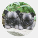 Zoek naar langharige chihuahua stickers Puppies