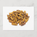 Zoek naar gefrituurd briefkaarten Voedsel