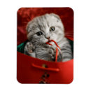 Zoek naar schot magneten Kat