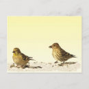 Zoek naar vink briefkaarten Dieren