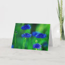 Zoek naar korenbloem kaarten Bloemen