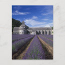 Zoek naar provence briefkaarten Lavender