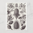 Zoek naar haeckel briefkaarten Ernst