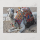 Zoek naar camel briefkaarten Egypte