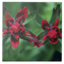 Zoek naar banff alberta tegels Canada