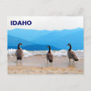 Zoek naar surfen briefkaarten Natuur