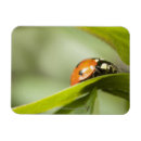 Zoek naar ladybird magneten Insect