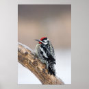 Zoek naar mannetje posters Natuur