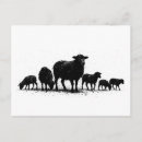 Zoek naar kudde briefkaarten Schaap