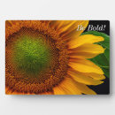 Zoek naar zonnebloem fotoplaat Tuin