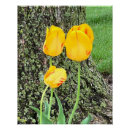 Zoek naar gele tulpen posters Voor iedereen