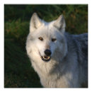 Zoek naar wolf pack kunst Wild