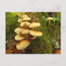 Zoek naar mushroom briefkaarten Schimmels