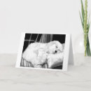 Zoek naar cockapoo kaarten Hond