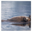Zoek naar otter tegels Zeezoogdier